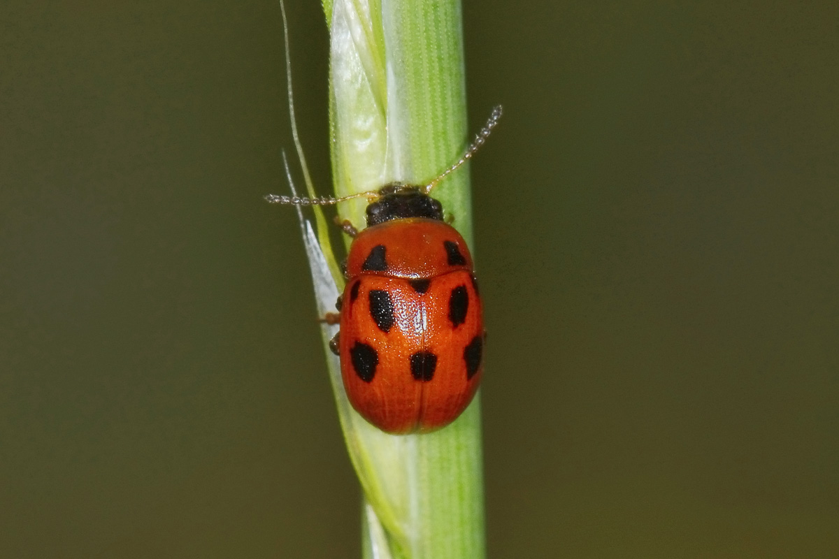 Gonioctena fornicata, Chrysomelidae